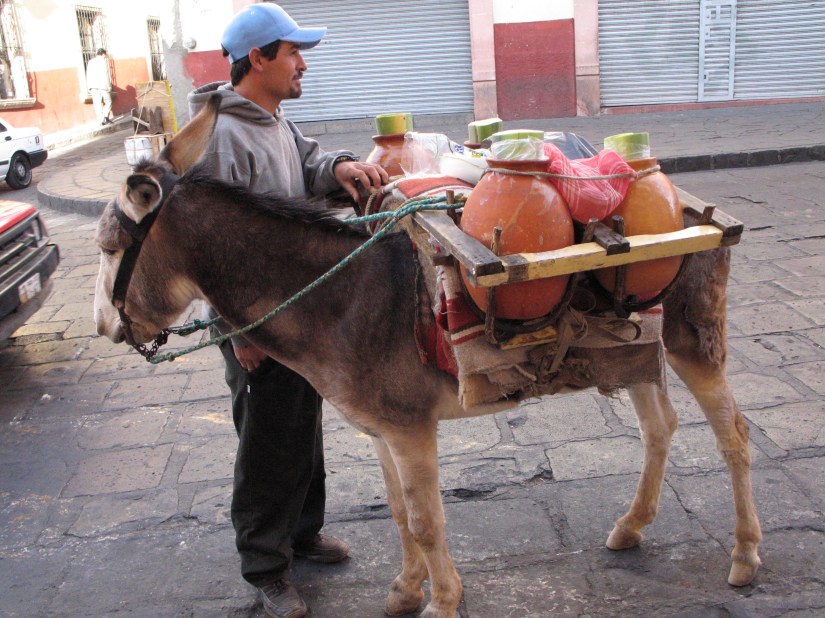 Zacatecas Burro
