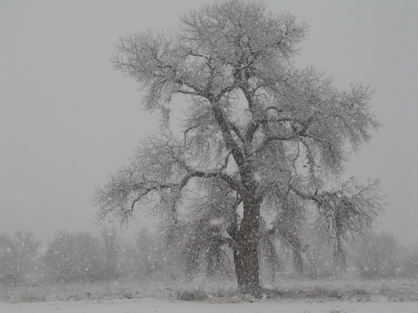 Arbol y Nieve